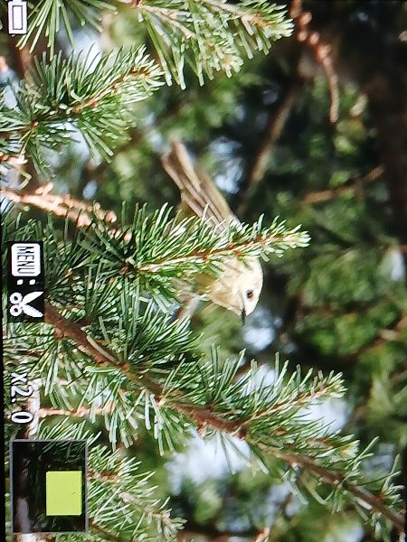 Mendi-erregetxoa  - Jose Ramon Labrador Rodriguez