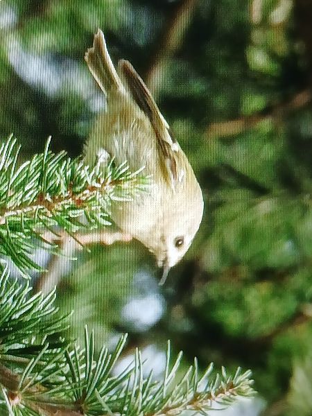 Roitelet huppé  - Jose Ramon Labrador Rodriguez