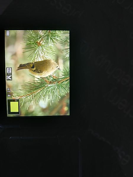 Mendi-erregetxoa  - Jose Ramon Labrador Rodriguez