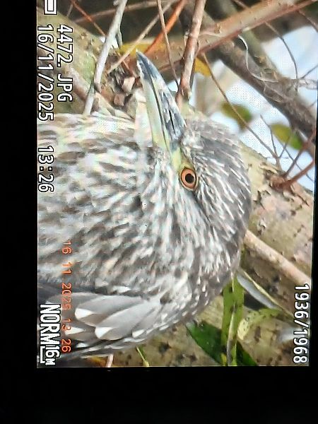 Martinete Común  - Jose Ramon Labrador Rodriguez