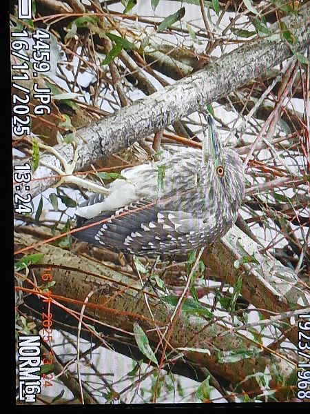 Amiltxori arrunta  - Jose Ramon Labrador Rodriguez