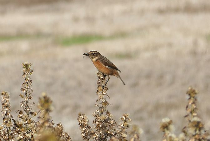 Pitxartxar burubeltza  - Begoña Nogueiras Idoeta