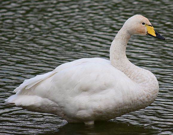 Beltxarga oihularia  - Paul Ortuzar