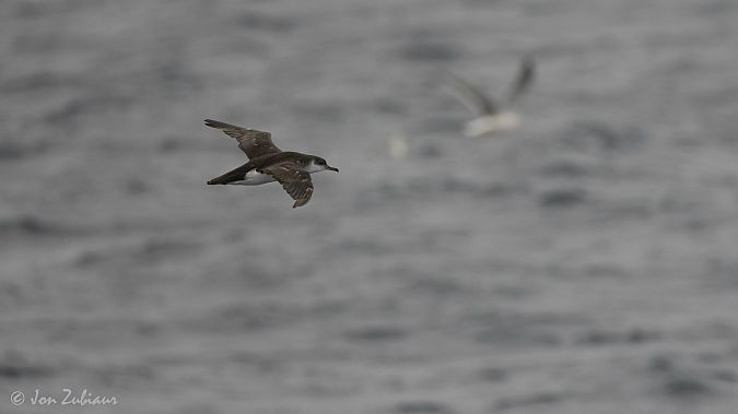 Gabai arrunta  - Jon Zubiaur