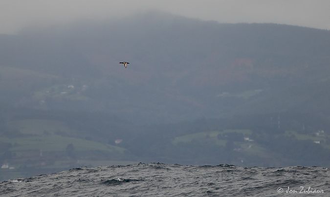 Ahate gorrizta  - Jon Zubiaur