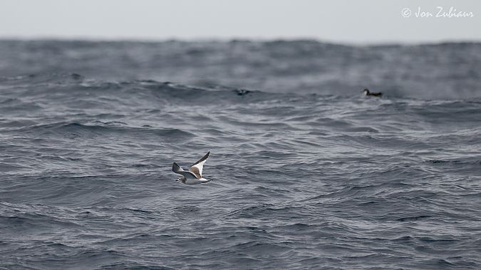 Xema sabini  - Jon Zubiaur