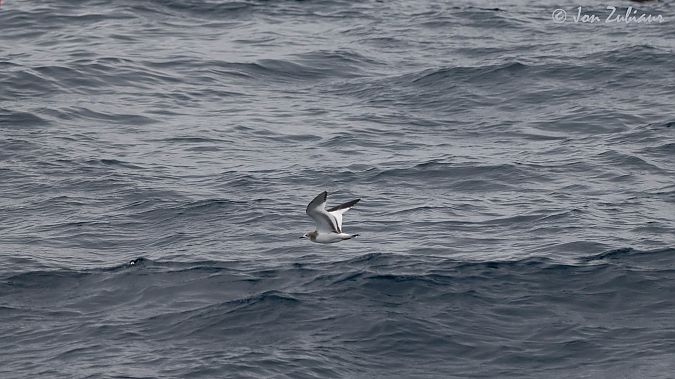 Xema sabini  - Jon Zubiaur