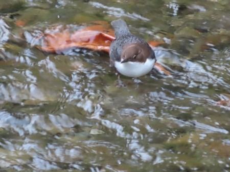 Ur-zozoa  - Jose Manuel Unanue