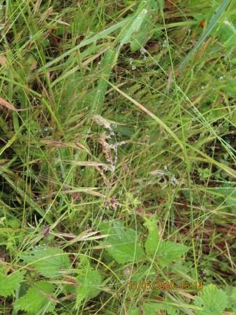 Synema globosum  - Jose Manuel Unanue