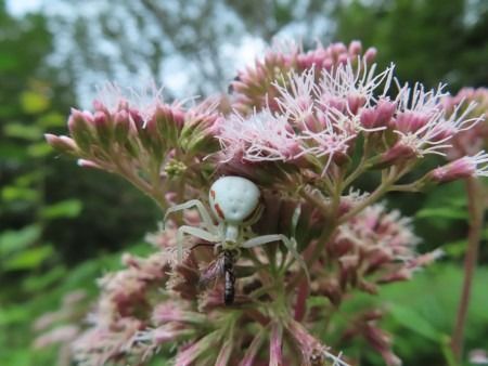 Misumena vatia  - Jose Manuel Unanue