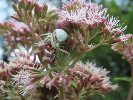 Misumena vatia  - Jose Manuel Unanue