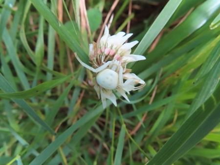 Misumena vatia  - Jose Manuel Unanue