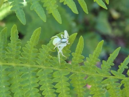 Misumena vatia  - Jose Manuel Unanue