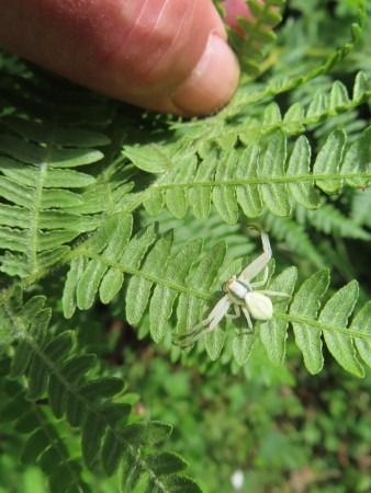 Misumena vatia  - Jose Manuel Unanue