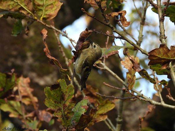 Mendi-erregetxoa  - Aitor Urrutia