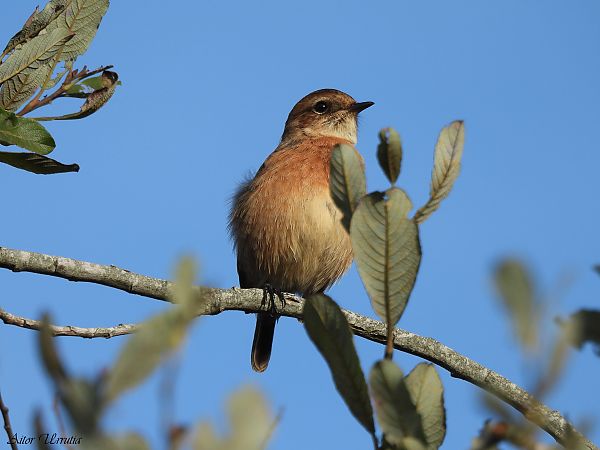 Pitxartxar burubeltza  - Aitor Urrutia