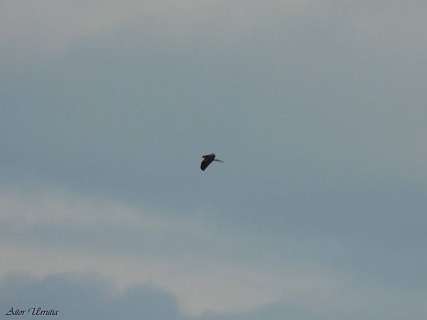 Mirotz lepazuria  - Aitor Urrutia