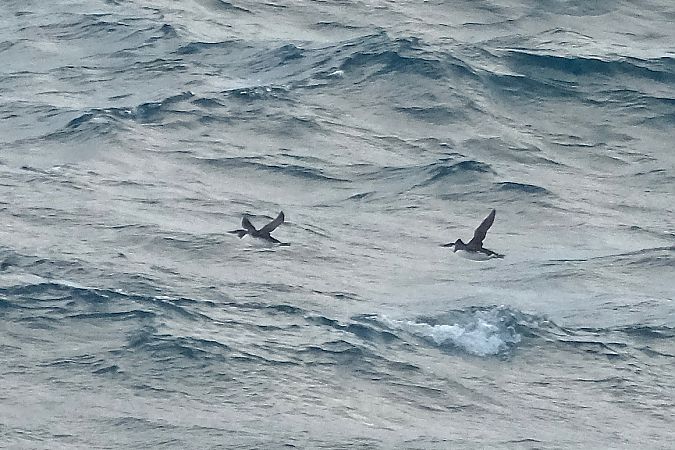 Martin arrunta  - Geoffroy Chabot