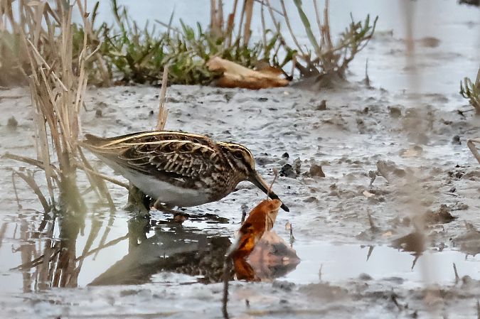 Istingor txikia  - Geoffroy Chabot