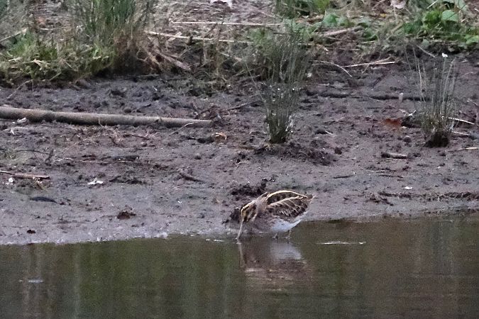 Istingor txikia  - Geoffroy Chabot