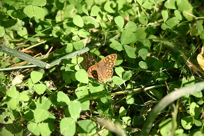 Pararge aegeria  - Maialen Mendigutxia