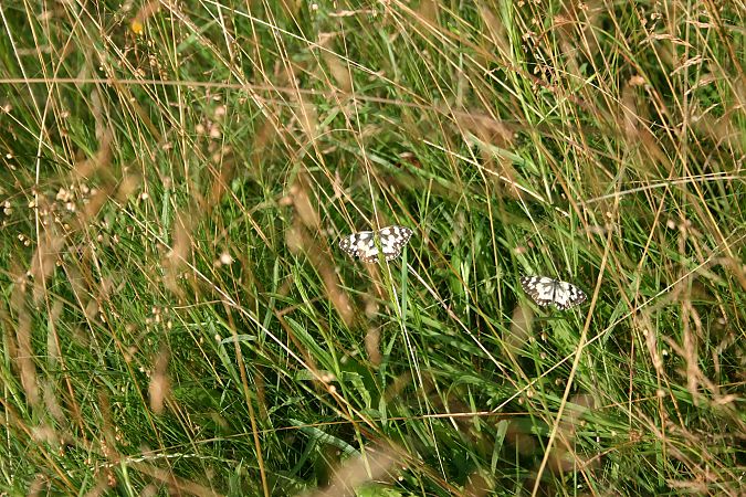 Melanargia galathea  - Maialen Mendigutxia