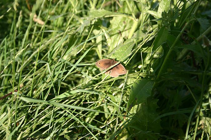 Maniola jurtina  - Maialen Mendigutxia