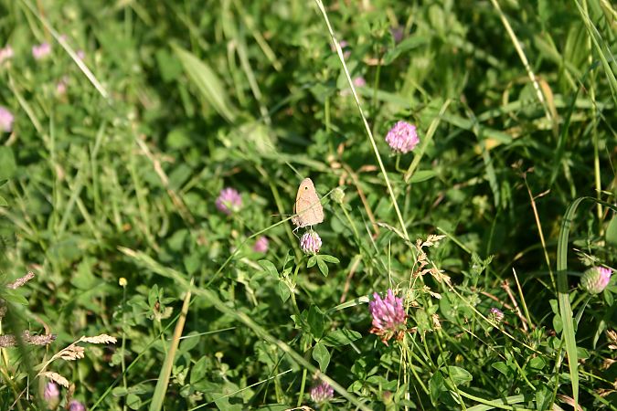 Maniola jurtina  - Maialen Mendigutxia