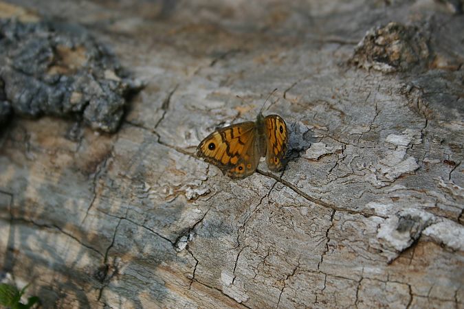 Lasiommata megera  - Maialen Mendigutxia