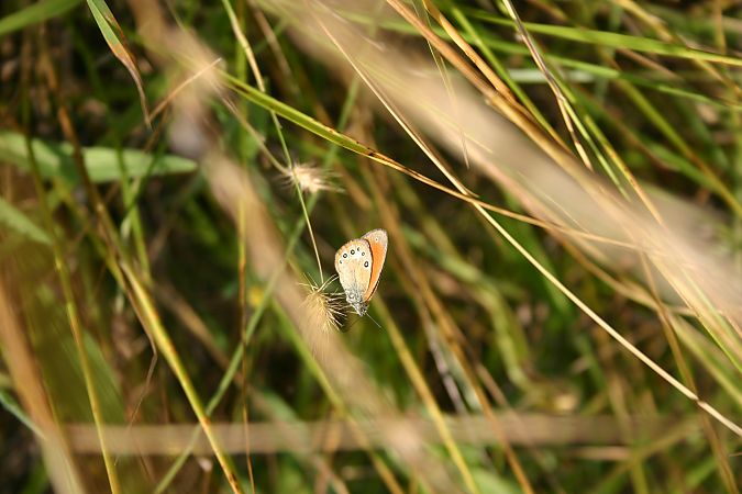 Coenonympha arcania  - Maialen Mendigutxia