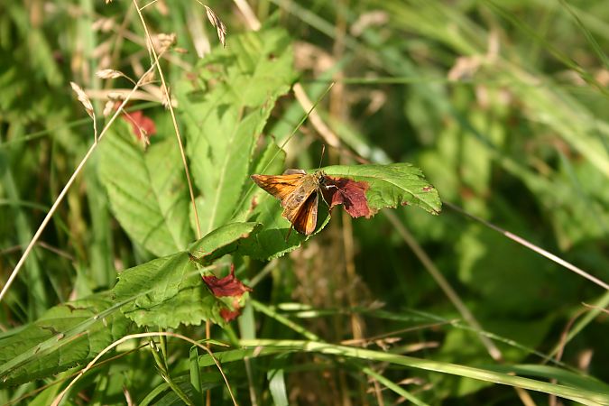 Ochlodes sylvanus  - Maialen Mendigutxia