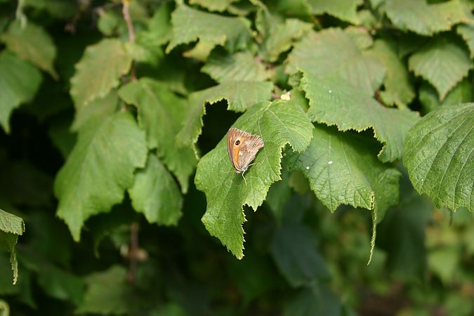 Pyronia tithonus  - Maialen Mendigutxia