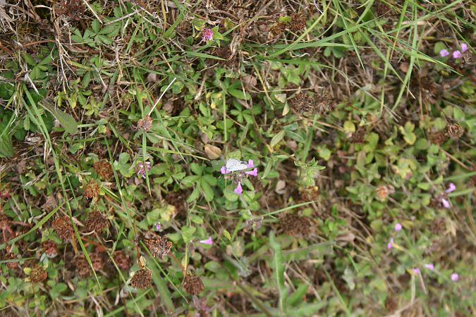 Polyommatus icarus  - Maialen Mendigutxia