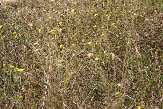 Colias crocea  - Maialen Mendigutxia