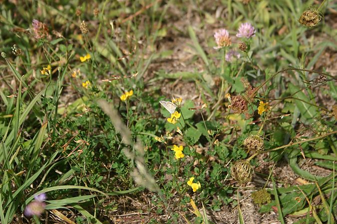 Polyommatus icarus  - Maialen Mendigutxia