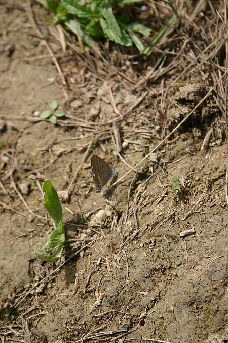 Lampides boeticus  - Maialen Mendigutxia