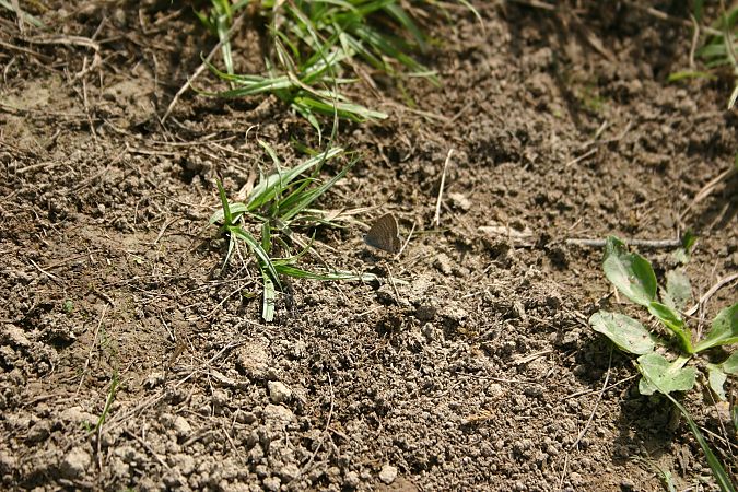 Lampides boeticus  - Maialen Mendigutxia