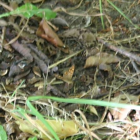 Pararge aegeria  - Maialen Mendigutxia