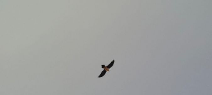 Ugatza  - Egile ezezaguna