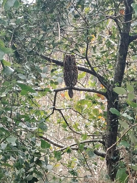 Urubi arrunta  - Javier Castro
