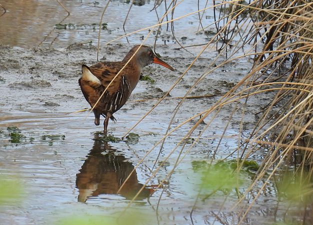 Uroilanda handia  - Juana Oyanguren