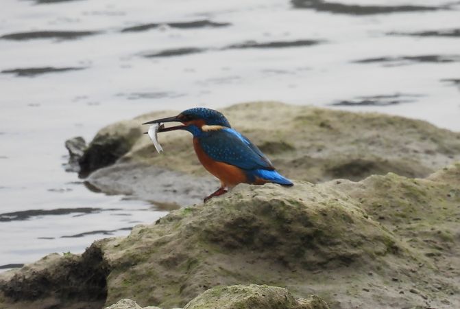 Martin arrantzalea  - Juana Oyanguren