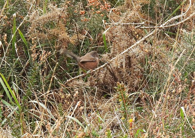 Etze-txinboa  - Juana Oyanguren