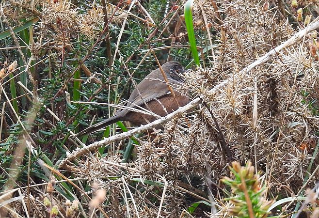 Etze-txinboa  - Juana Oyanguren