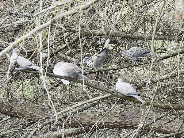 Usapal turkiarra  - Juana Oyanguren