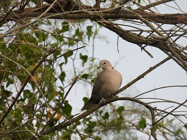 Usapal turkiarra  - Juana Oyanguren