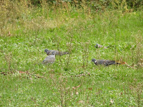 Pagausoa  - Juana Oyanguren
