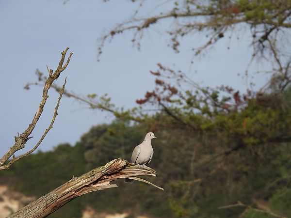 Usapal turkiarra  - Juana Oyanguren