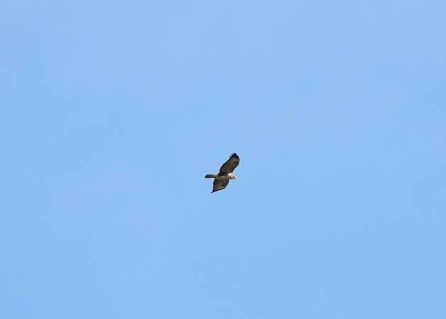 Zapelatz arrunta  - Juana Oyanguren