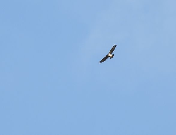 Zapelatz arrunta  - Juana Oyanguren